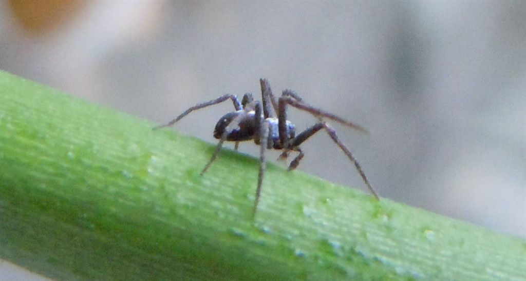 Pulchellodromus pulchellus